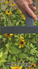 Woman using dancemoon JustHang squeegee for streak-free cleaning on glass and mirror surfaces